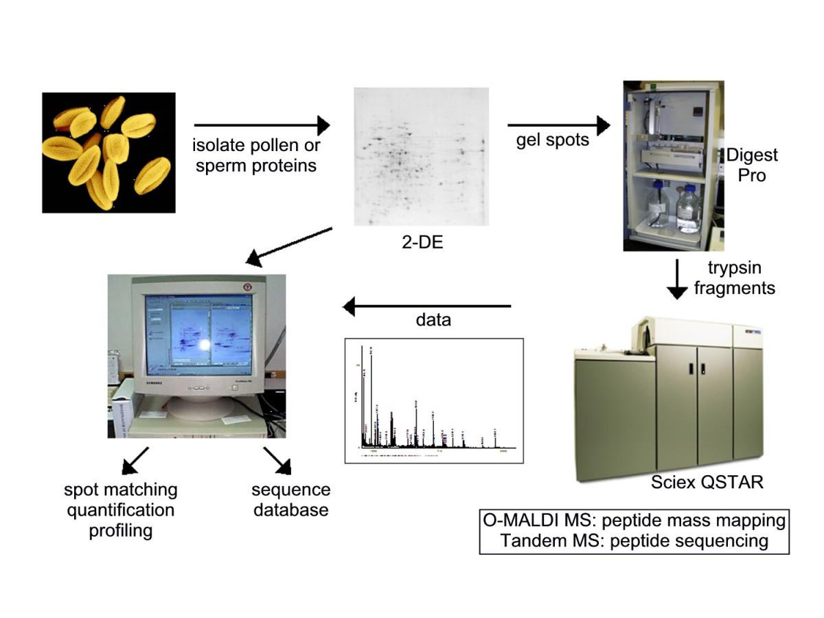 Proteomics Scheme