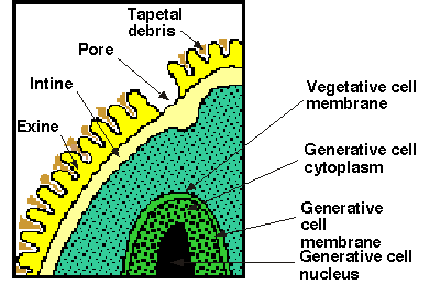 Cartoon showing generative cell within the vegetative cell