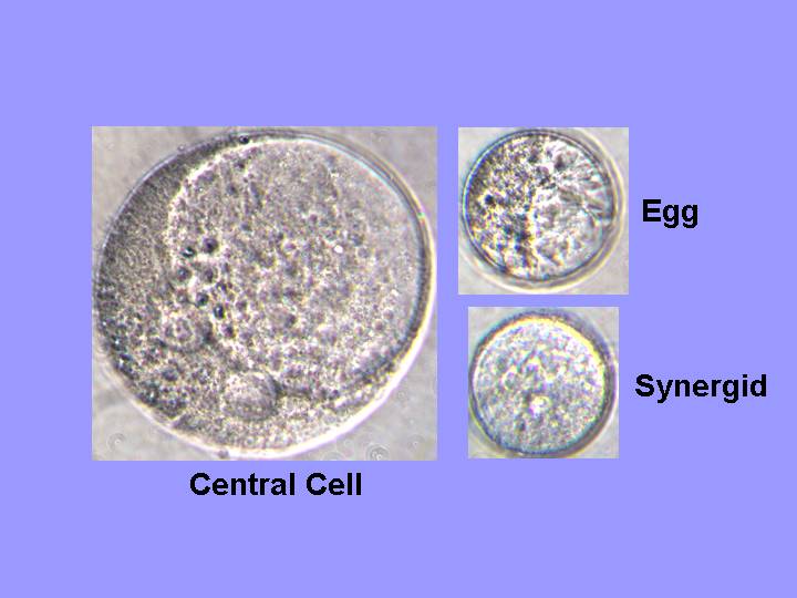 Female Gametes 