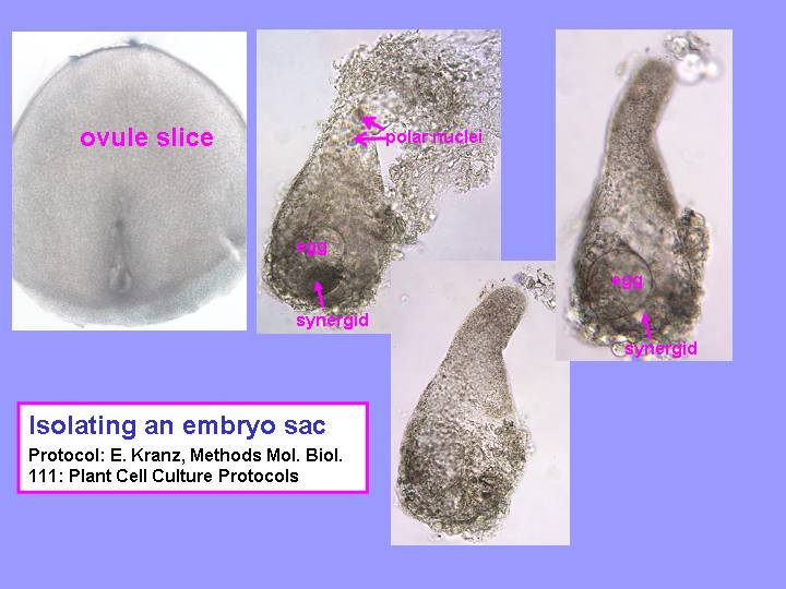 Isolating an Embryo Sac