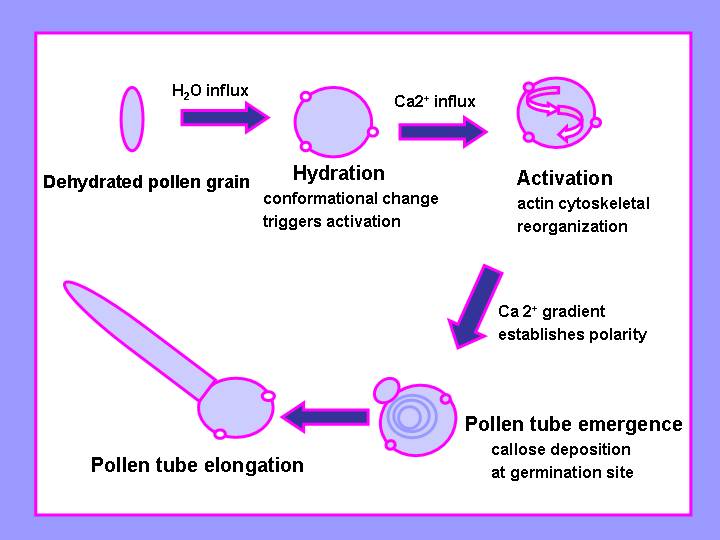 Pollen Hydration Scheme