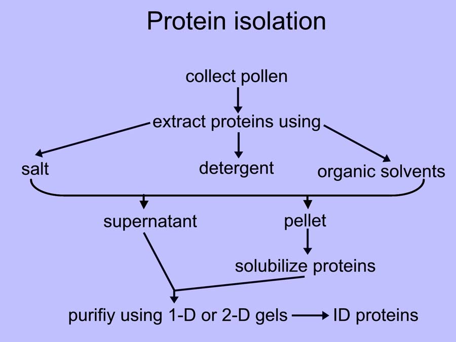 Protein Isolation